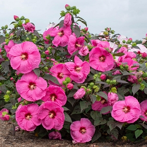 Head Over Heels Passion Hibiscus Plant